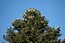 Abies pinsapo