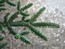 Abies pinsapo