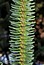 Abies pinsapo