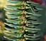 Abies pinsapo