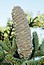 Abies pinsapo