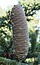 Abies pinsapo