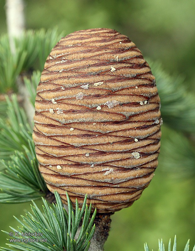 Cedrus atlantica