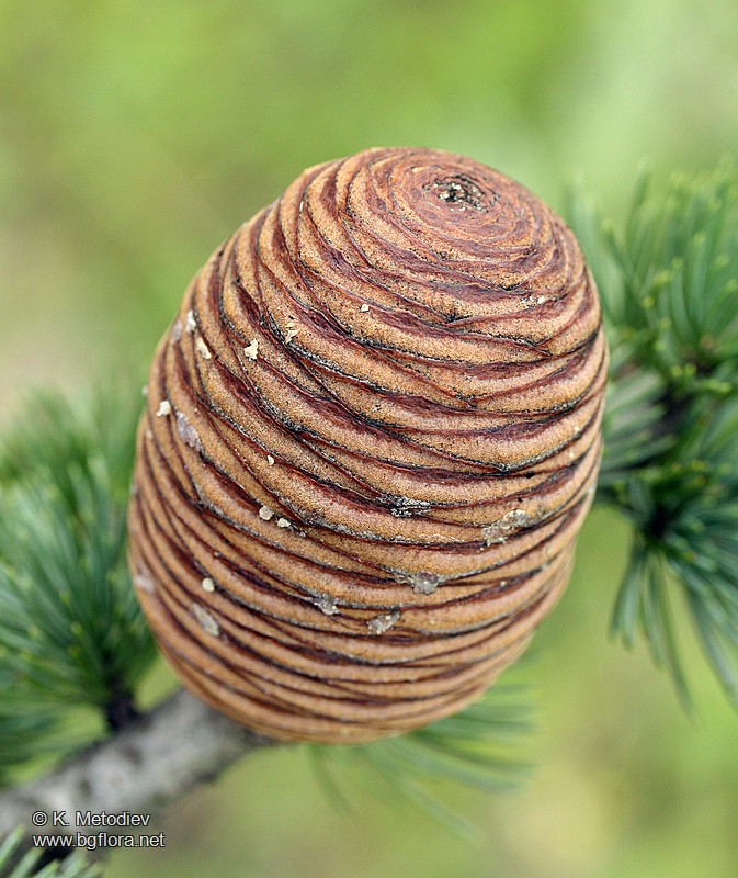 Cedrus atlantica