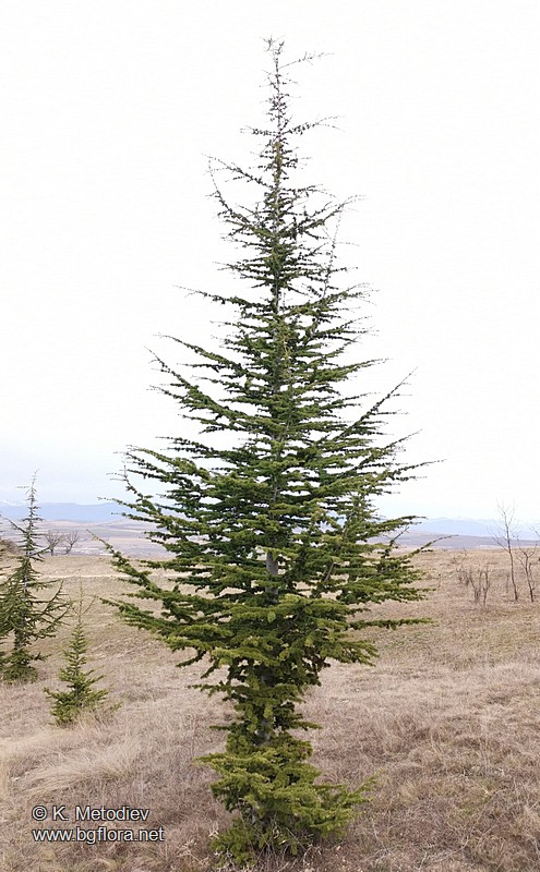 Cedrus atlantica