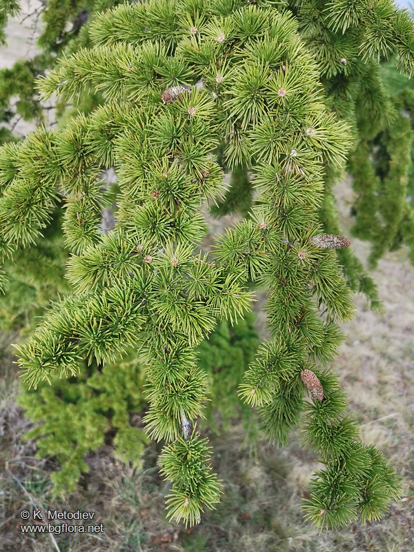 Cedrus atlantica