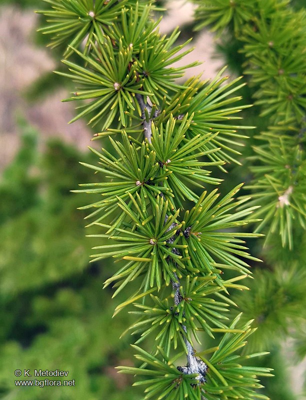 Cedrus atlantica