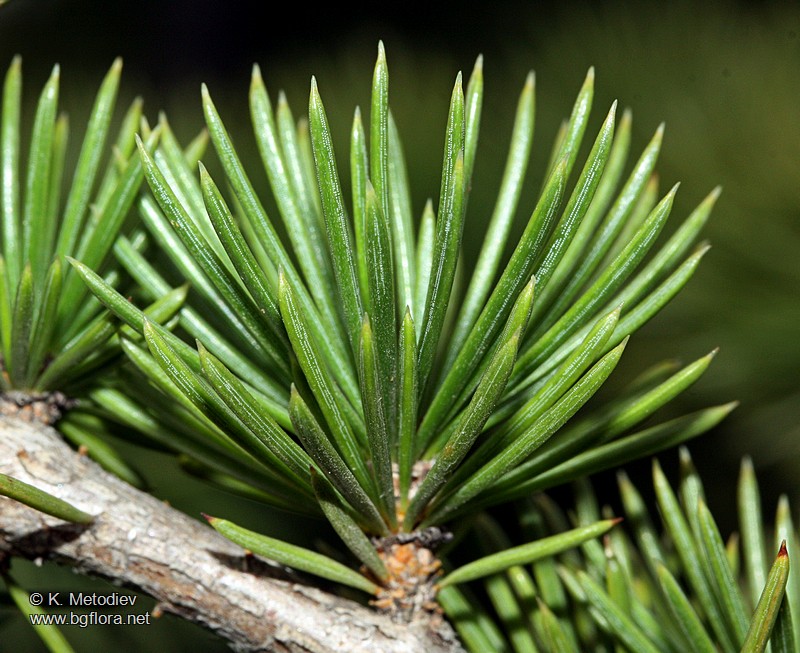 Cedrus atlantica