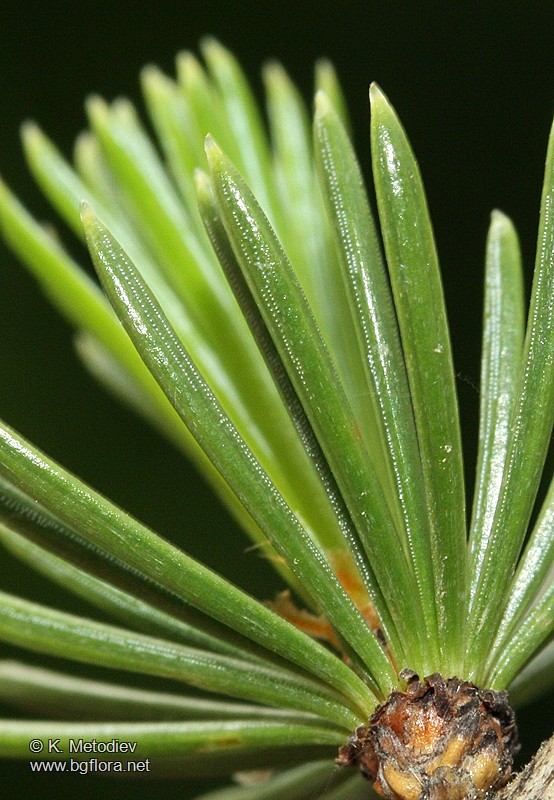 Cedrus atlantica