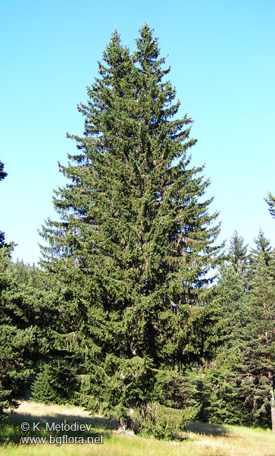 Picea abies