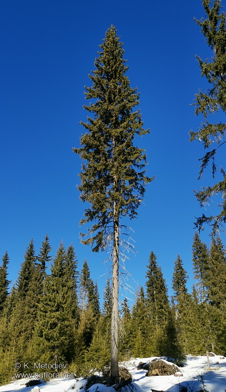 Picea abies
