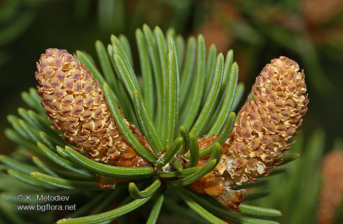 Picea abies