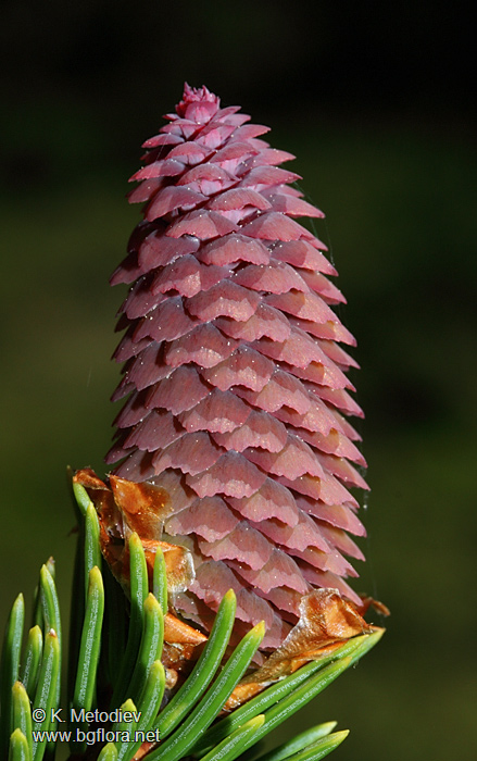 Picea abies