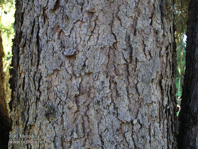 Picea abies
