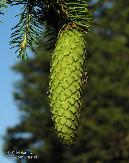 Picea abies