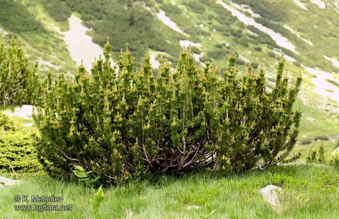 Pinus mugo
