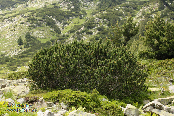Pinus mugo