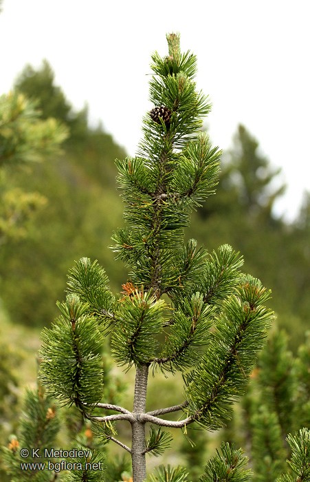 Pinus mugo