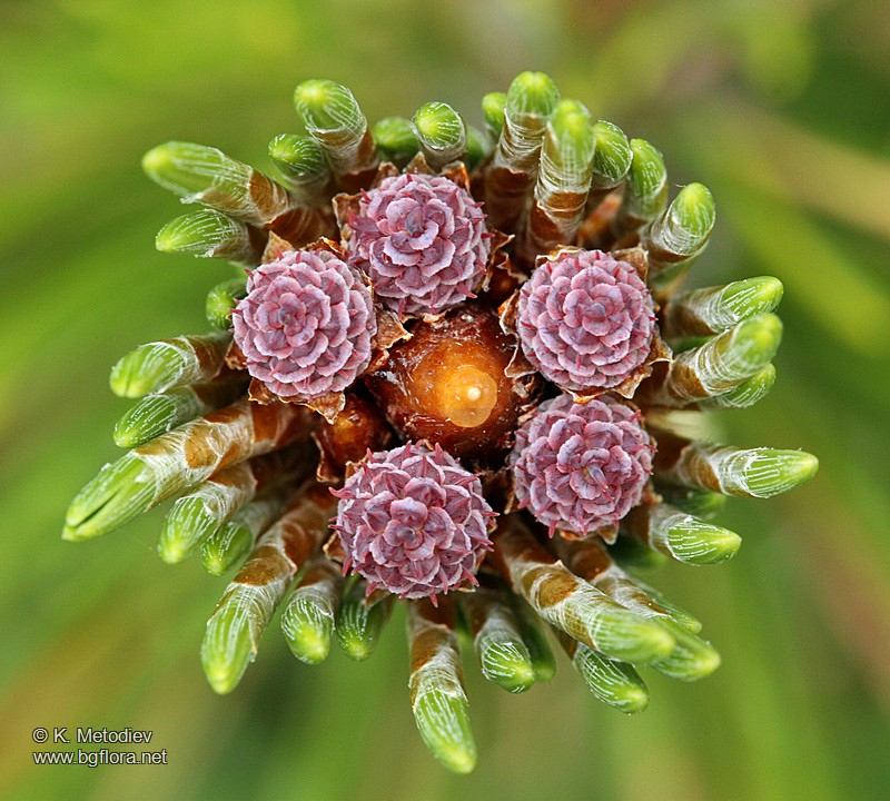 Pinus mugo