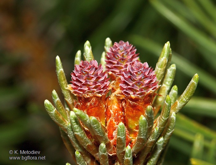 Pinus mugo