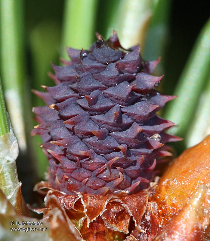 Pinus mugo