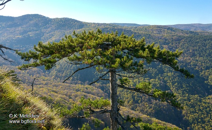 Pinus nigra