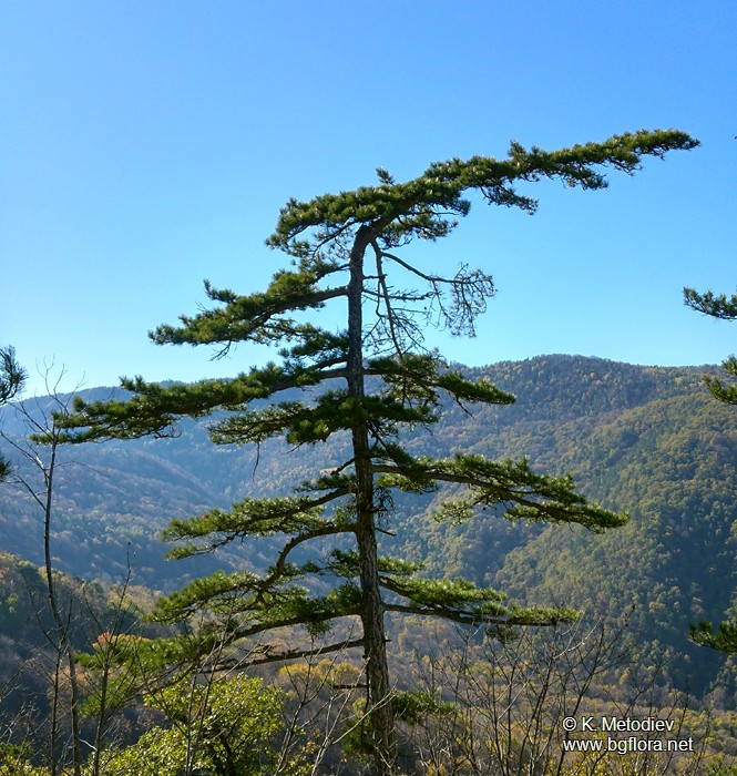 Pinus nigra