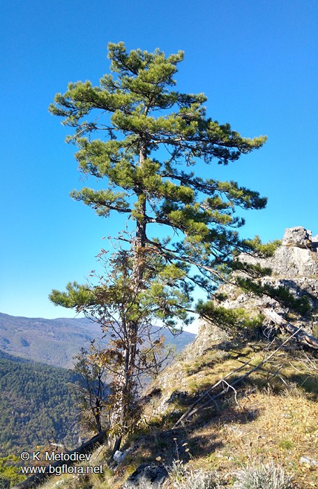 Pinus nigra