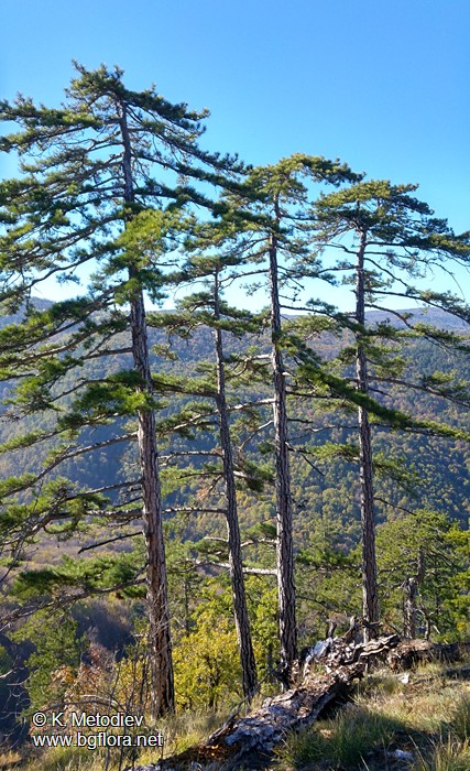 Pinus nigra