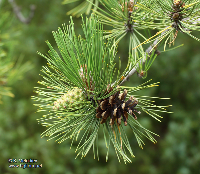 Pinus nigra