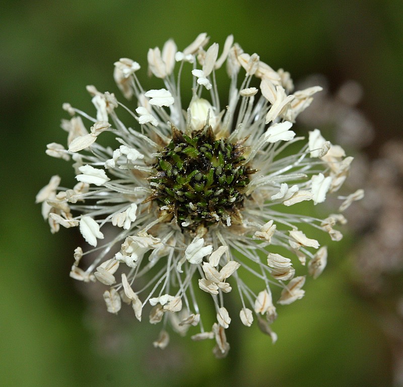 Plantago argentea