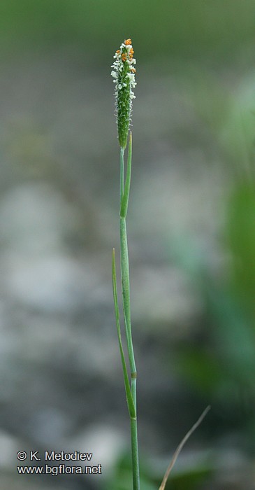 Alopecurus aequalis