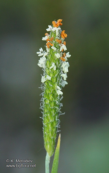 Alopecurus aequalis