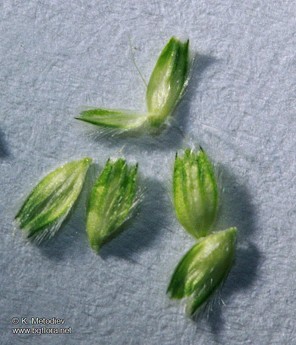 Alopecurus aequalis