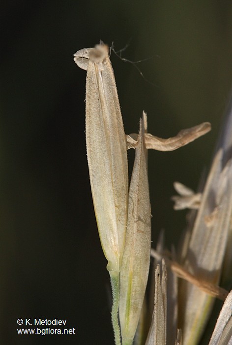 Ammophila arenaria