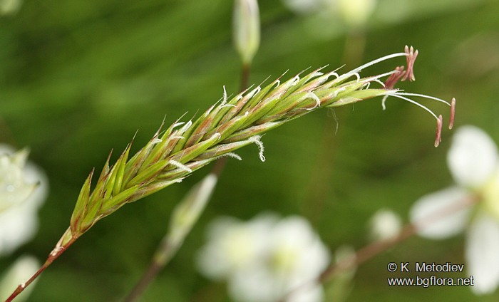 Anthoxanthum odoratum