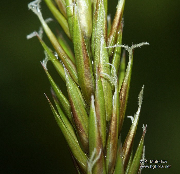 Anthoxanthum odoratum
