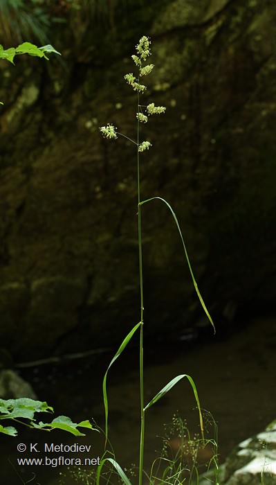 Dactylis glomerata
