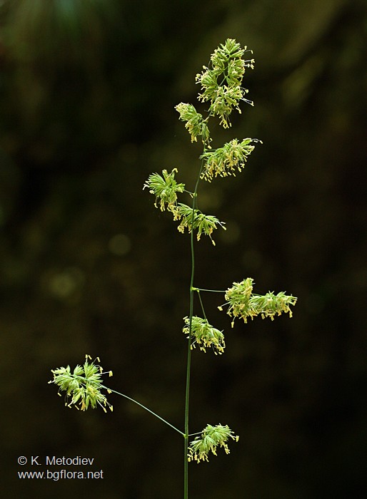 Dactylis glomerata