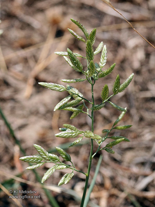 Eragrostis minor