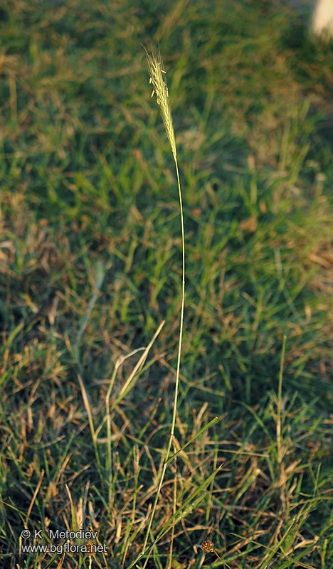 Hordeum bulbosum