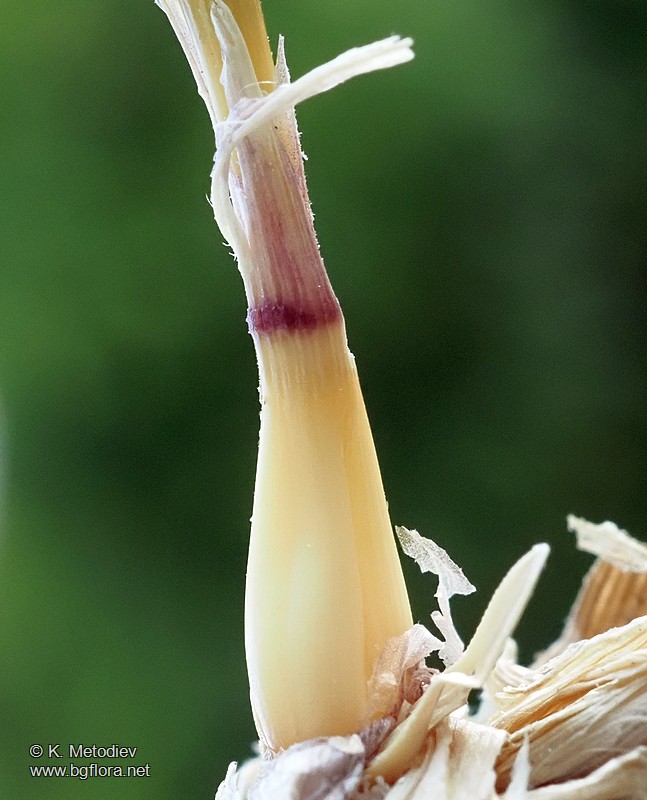 Hordeum bulbosum