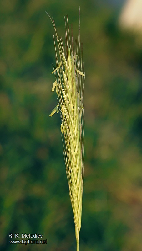 Hordeum bulbosum