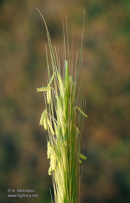 Hordeum bulbosum