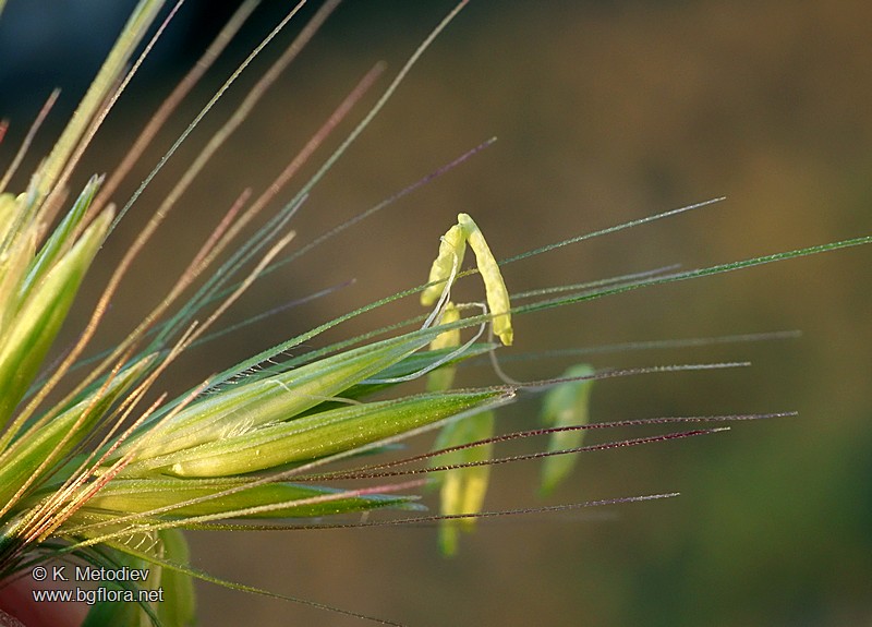 Hordeum bulbosum