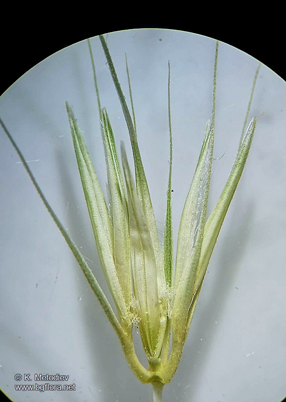 Hordeum bulbosum