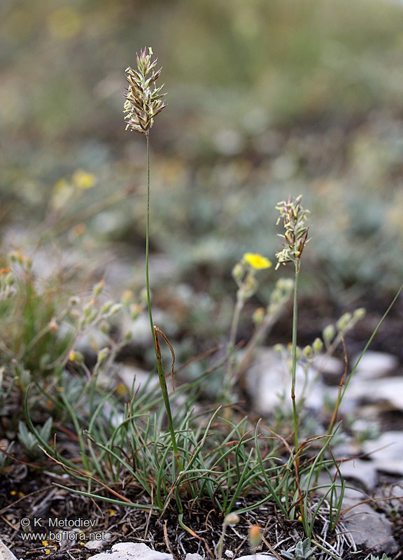 Koeleria splendens