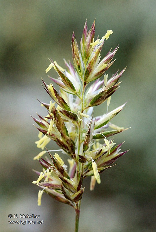 Koeleria splendens