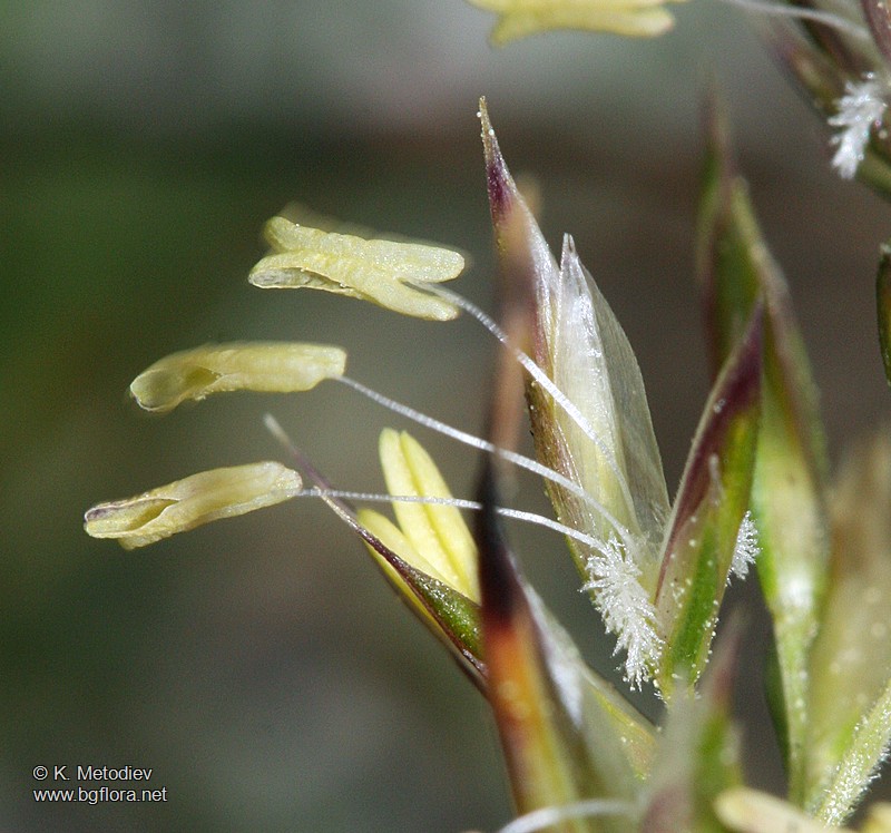 Koeleria splendens