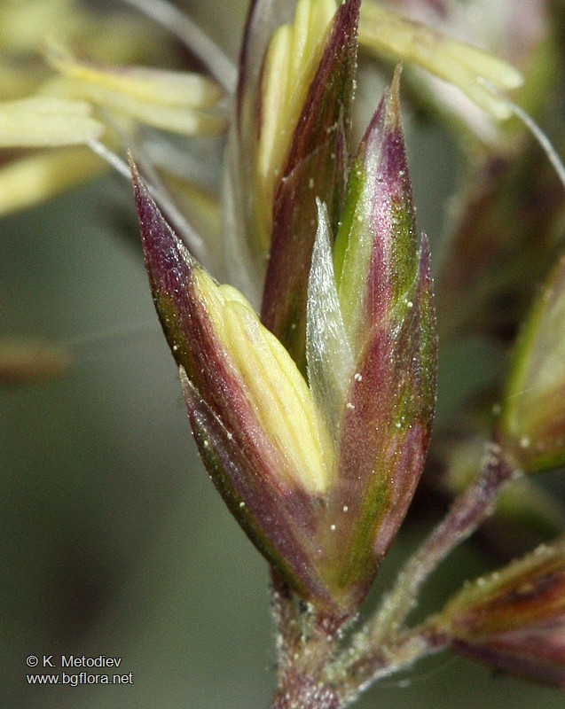 Koeleria splendens